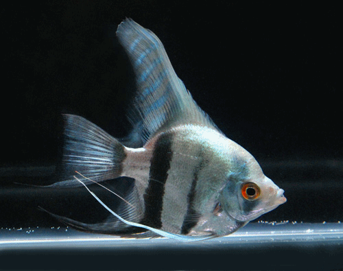 Angel  fish blue 1