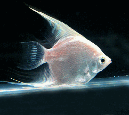 Angel fish pearl
