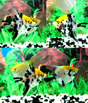 Aquarium Fish Shop Mix Angel