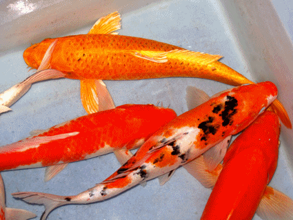 Assorted koi grade a