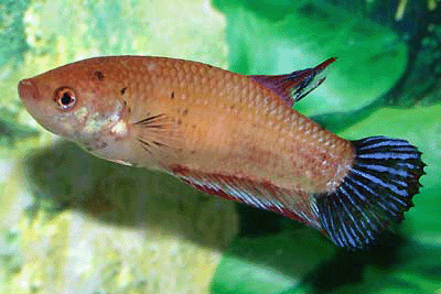 Betta female giant short tail