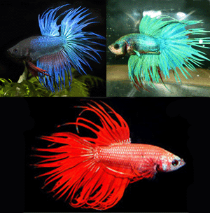 Betta male crown tail - blue - green - red