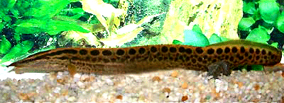 Black spotted eel