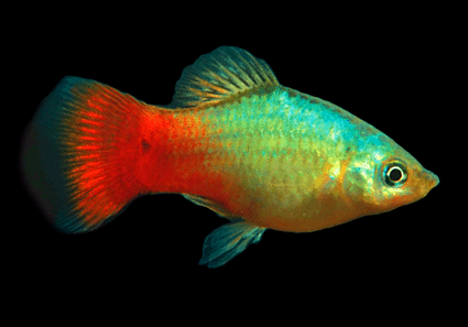 Blue coral platy