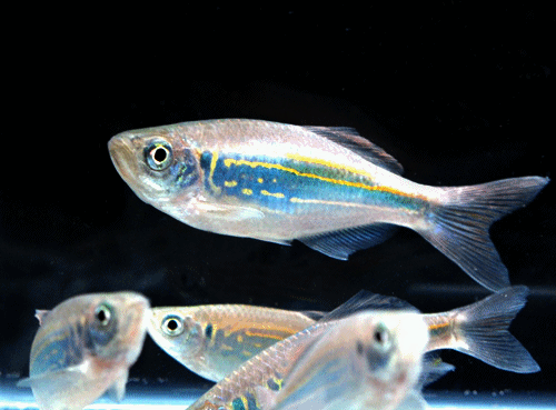 Blue danio