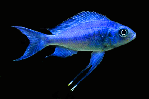 Blue goldtip cichlid