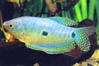 Blue gourami