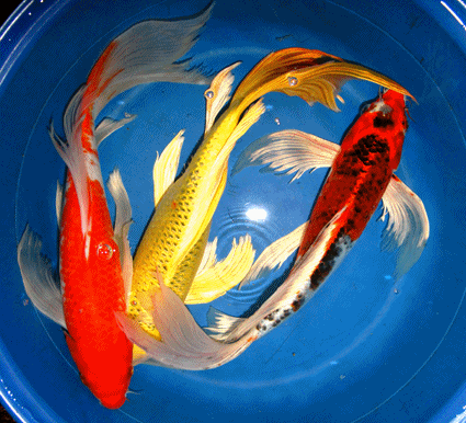 Butterfly koi