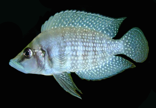 Calvus cichlid