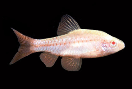 Cherry barb albino