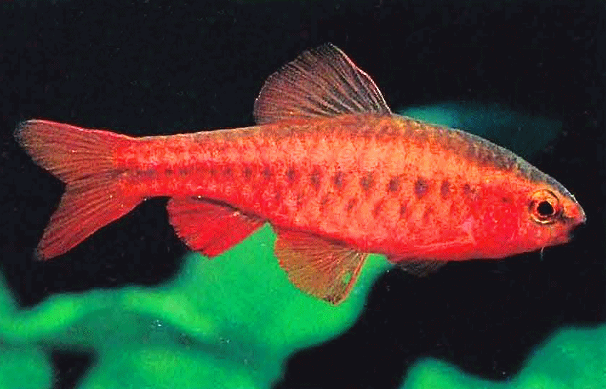 Cherry barb