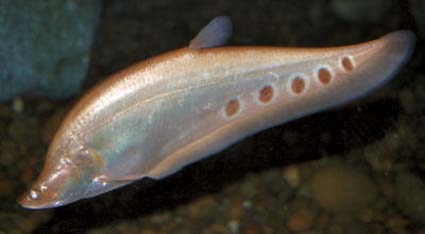 Clown knife fish albino