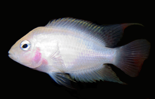 Convict cichlid albino