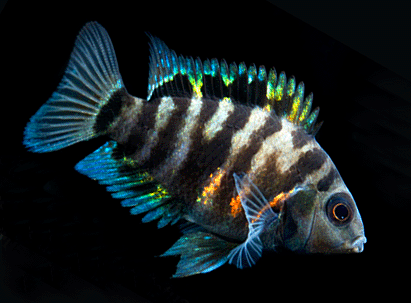 Convict cichlid