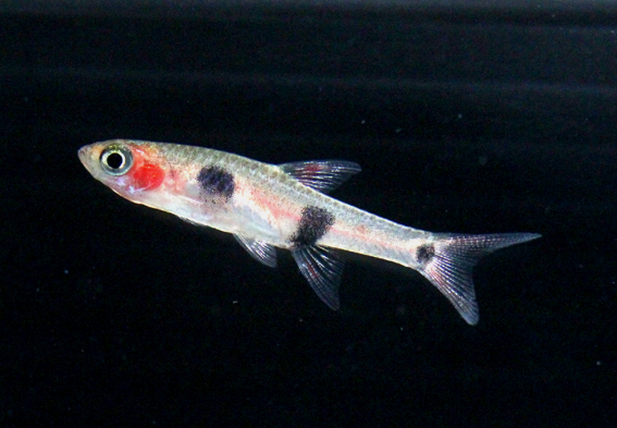 Dwawf Rasbora (Three Spot)