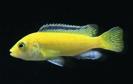 Electric yellow cichlid