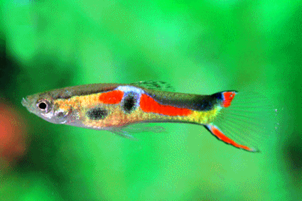 Endlers livebearer