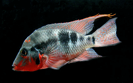 Firemouth cichlid