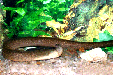 Freshwater moray eel