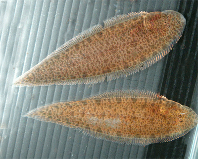 Freshwater tonguefish sole