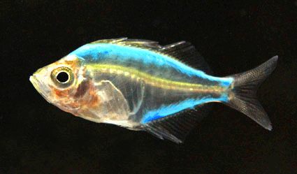 Glass fish  blue color