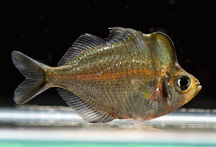 Glass fish  humphead