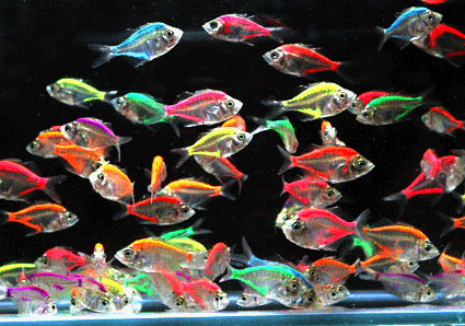 Glass fish  mix color