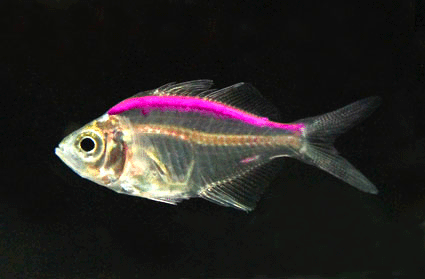 Glass fish  purple color