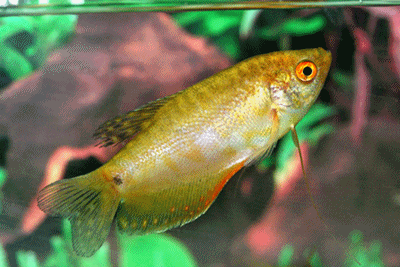 Golden gourami