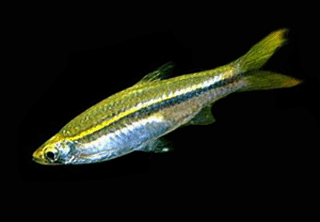 Golden striped rasbora 1