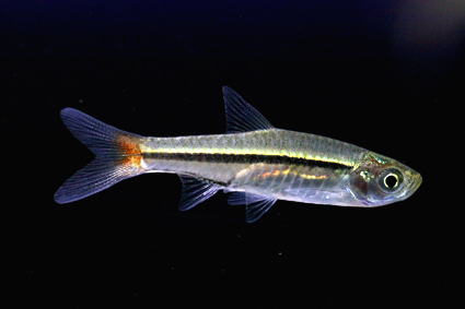 Green Red Tail Rasbora