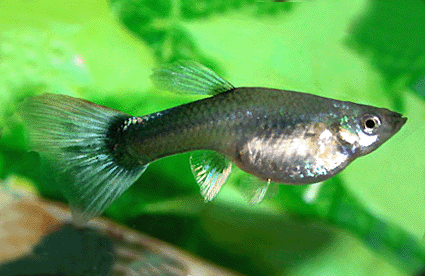 Guppy female neon red