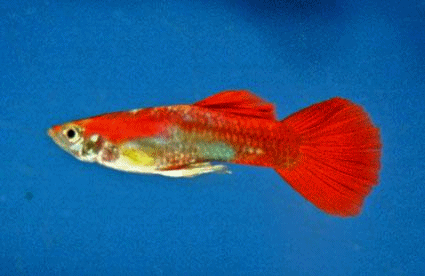 Guppy male golden