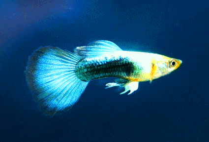 Guppy male neon  blue