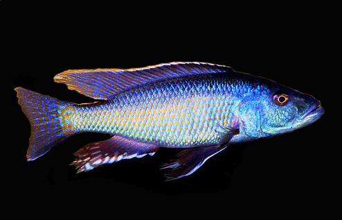 Haplochromis mbwanae