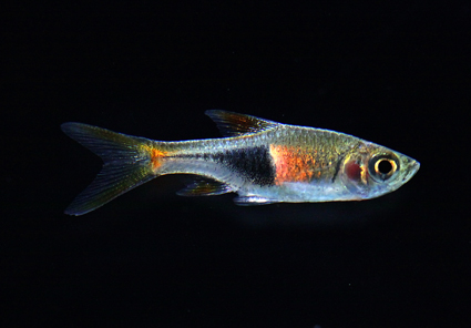 Hengeli Rasbora