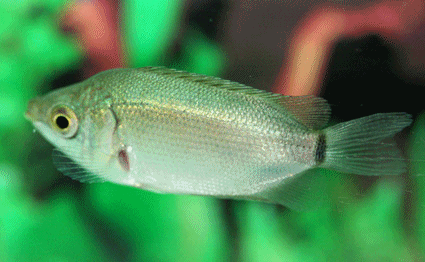 Kissing gourami  green color