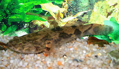 Marbled sleepy goby