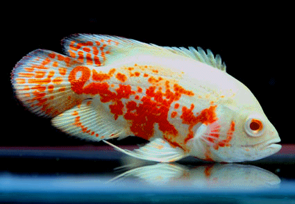 Oscar red albino