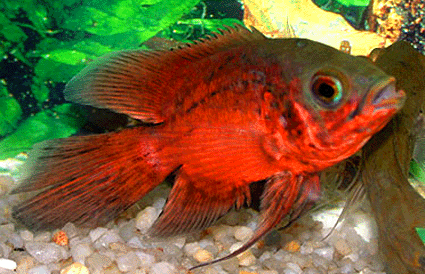 Oscar red long fin