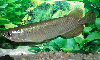 Pearl arowana