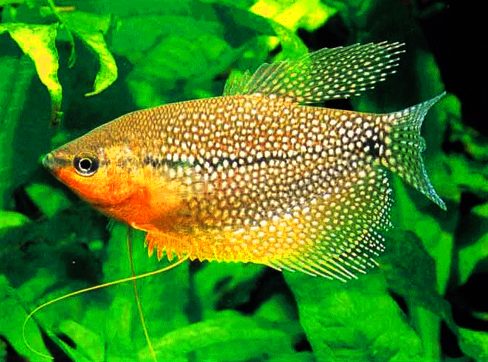 Pearl gourami