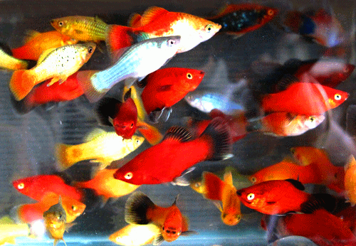 Platy assorted