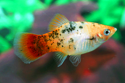 Platy galaxy