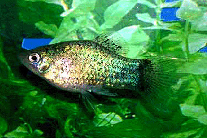 Platy green pepper