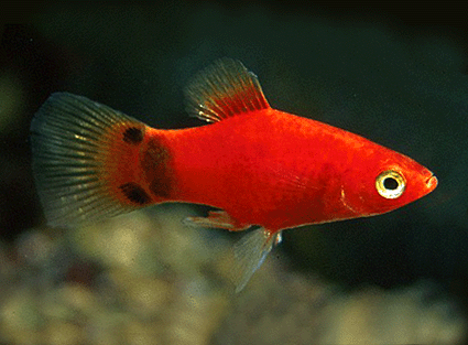 Platy red mickey mouse