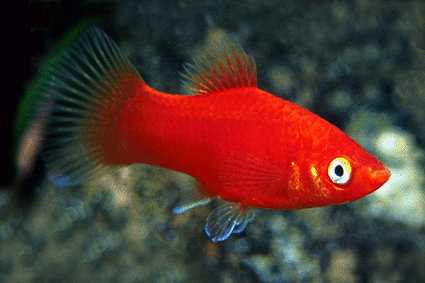 Platy red