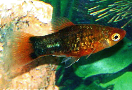 Platy variatus black and red