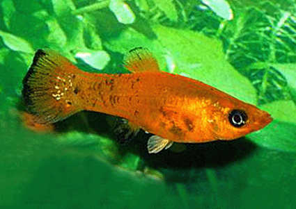 Platy variatus gold dust