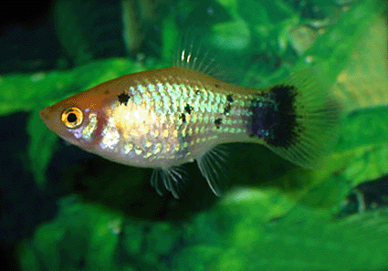 Platy variatus panda